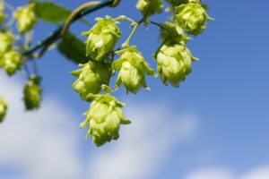 Eine Hopfen Pflanze